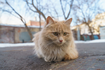 Fototapeta premium Orange cat with white chest on the spring Moscow street