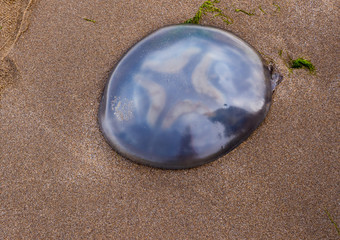 Unusual patterns on jelly fish on sandy beach in West Wales, Wales, UK