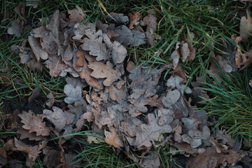Old leaves on the ground .