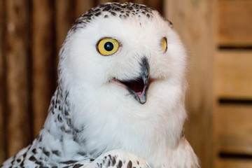 snow owl 1year old isolate on background, technical cost-up.