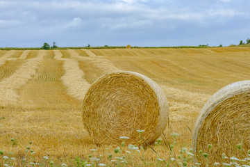 Large rolls of yellow hay sit awaiting pickup on a farm on Prince Edward Island PEI