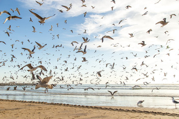 Seagulls in the beach