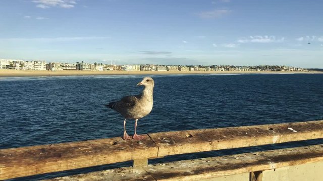 Beautiful shot of bird on a pier with ocean and houses behind