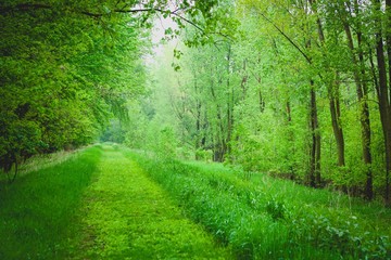 green forest path