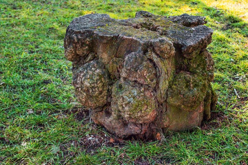 Fototapeta na wymiar Old beautiful tree stump