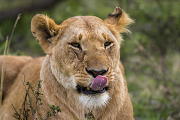Lioness in the Masai Mara National Park in Kenya