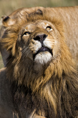 Lion looking up in the Masai Mara National Park in Kenya