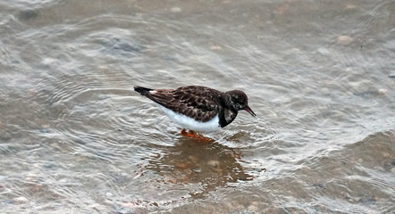 Sanderling