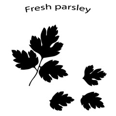 Black icon of parsley close-up. Fresh green parsley. Black silhouette of green vegetables. Vector illustration. - 198519209
