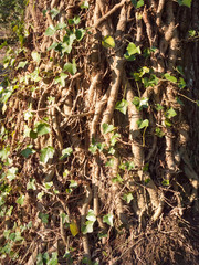 close up vines on tree bark texture with green leaves