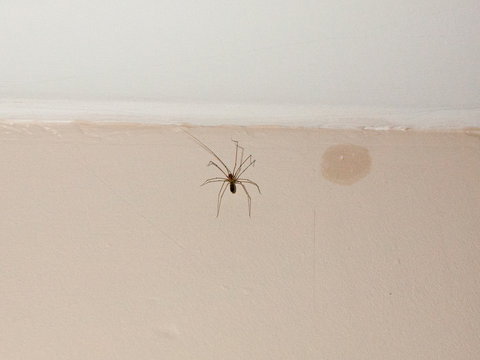 common spider inside house on white wall ceiling