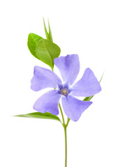 Periwinkle flower isolated on white background.