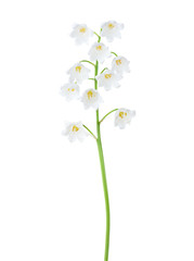  Lily of the Valley isolated on white background.