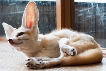 fennec fox 1 year isolate on background,front view from the top, technical cost-up.