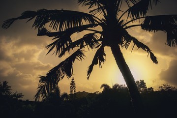 palm tree silhouette against yellow sunset