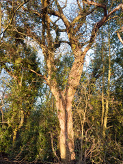 golden bright sun on tree bark in woodland forest