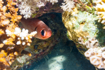 Squirrel fish in corals.  Dahab. Egypt. South Sinai.