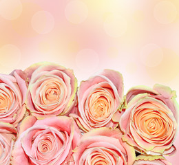 Beautiful bouquet of pink roses - festive floral background