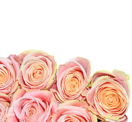 Beautiful bouquet of pink roses isolated on white - festive floral background