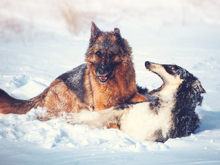 German shepherd and black with white Russian borzoi game in the snow on winter background