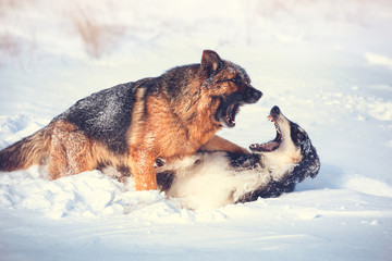 German shepherd and black with white Russian borzoi game in the snow on winter background