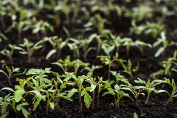Tomato seedlings grow in the greenhouse
