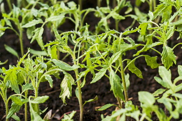 Tomato seedlings grow in the greenhouse