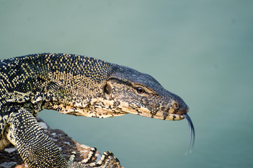 Portrait of a Water Monitor Lizard