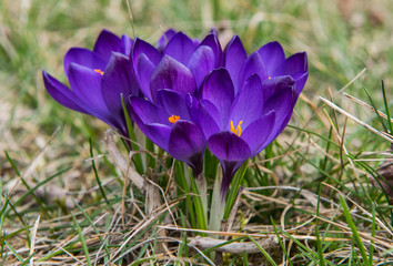 crocus, krokus, szafran, flower, kwiat