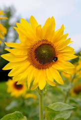 sunflower, słonecznik, slonecznik, flower, kwiat, slonce, słońce