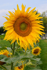 Obraz premium sunflower, słonecznik, slonecznik, flower, kwiat, slonce, słońce