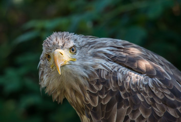 White-tailed Eagle bielik Haliaaetus albicilla