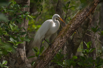 Great Egret