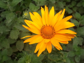 flower