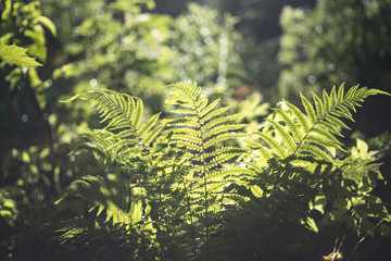 fern leaves