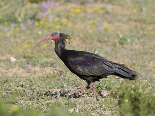 Northern Bald ibis or Waldrapp, Geronticus eremita