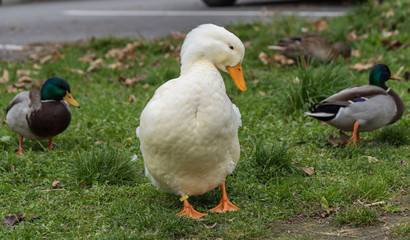 Erpel und Gans befreundet