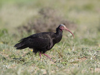 Northern Bald ibis or Waldrapp, Geronticus eremita
