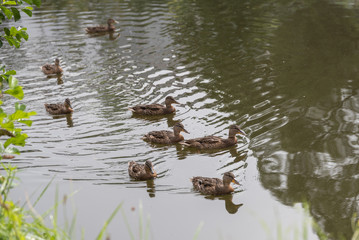 schwimmende Stockenten-Weibchen im Teich
