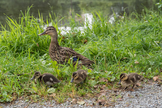 Entenmutter mit ihren Jungen