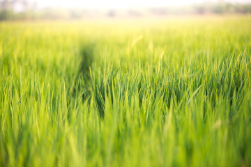 Abstract natural background of green grass and sun flare background. Soft focus.
