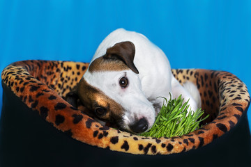 Jack Russell Terrier eats green grass