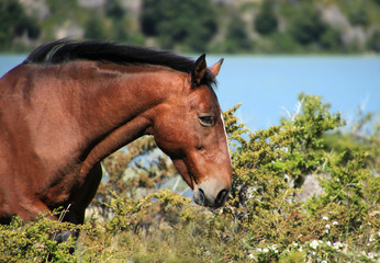 Fototapeta premium Wild horse grazing on grass