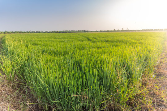 the green rice fild with evening sky