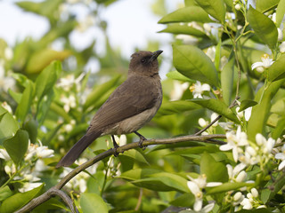 Fototapeta premium Common bulbul, Pycnonotus barbatus