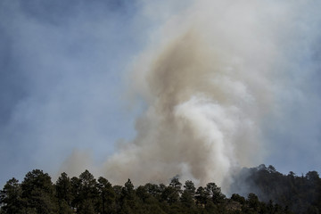 Forest Fire 2