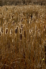 Cattail glow 2