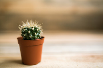 cactus in a pot on a wooden background