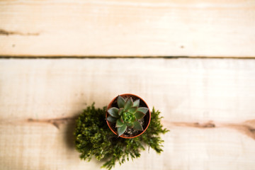 Succulent in a pot and moss on a wooden background