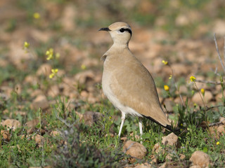 Cream-coloured courser, Cursorius cursar